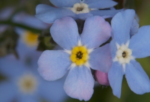 Wald-Vergissmeinnicht (Myosotis sylvatica)